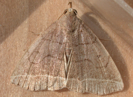 Early Fan-foot